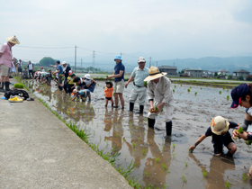 写真：田植え作業3