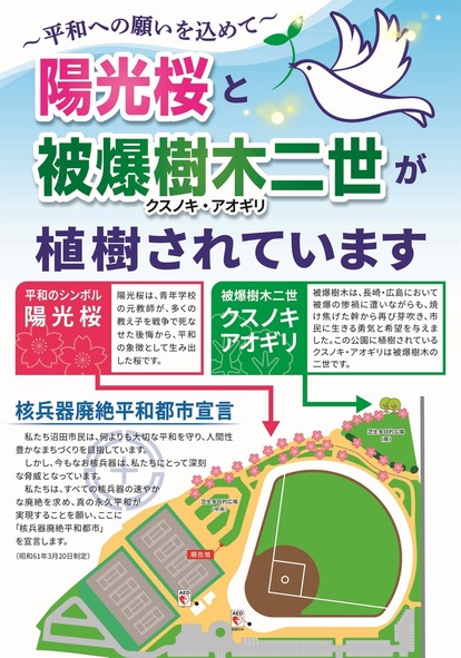 光桜と被爆樹木二世（クスノキ・アオギリ）の案内看板