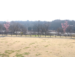 陽光桜