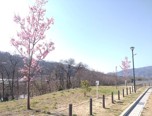 陽光桜