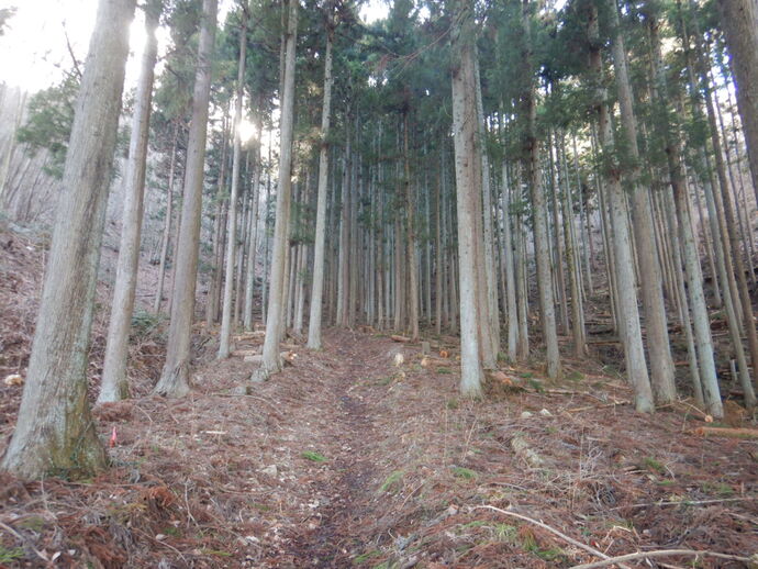 森林経営管理制度