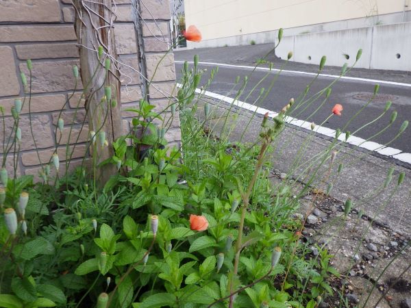 市内に咲いているナガミヒナゲシ1