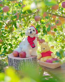沼田ピクニックフォトコンテスト優秀賞作品