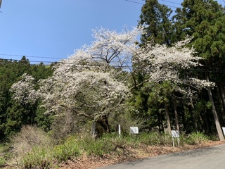 写真：石割桜