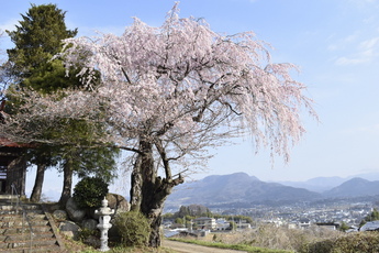 写真：下川田のシダレザクラ