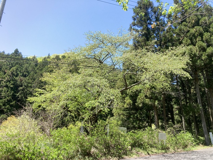 石割桜（全体）