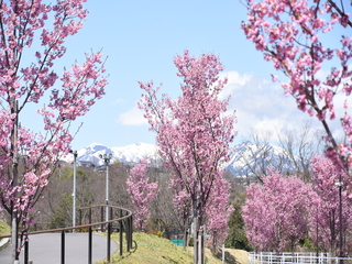 写真：利南運動公園の陽光桜